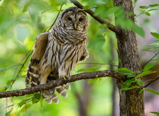 Obraz premium Barred Owl with open eyes sitting on tree branch and stretching its wing in summer