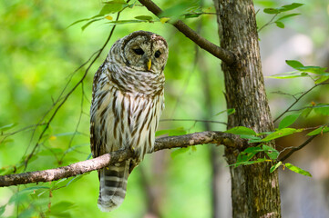 Barred Owl with open eyes sitting on tree branch in summer, portrait