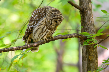 Barred Owl sitting on tree branch in summer