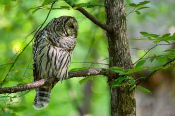 Barred Owl sitting on tree branch in summer