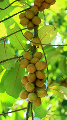 Myristica irya fruit or pianggu fruit on tree in Bogor, Indonesia.