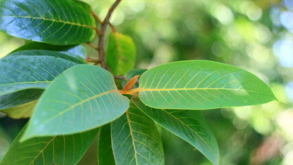 Pianggu leaf or daun lempoyang paya on tree in Bogor, West Java, Indonesia.