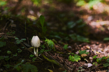 Poisonous toadstool porcini mushrooms. Shady forest.