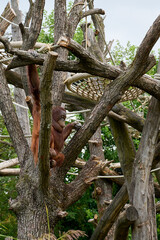 Orangutan at the zoo, intelligence in animals