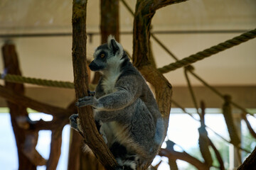 the ring tailed lemur is sitting on a log eating in the Vienna zoo