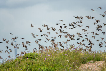 flock of starlings taking off with Calshot Tower Hampshire england in the background