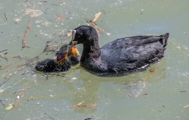eurasian coot feeding her coot chicks