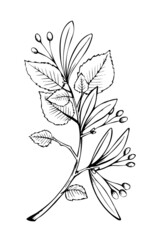 linden tree branch leaves sketch sketch illustration black and white