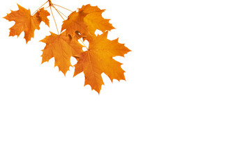 Twig with autumn maple leaves isolated on white background. Yellow and orange natural elements for...