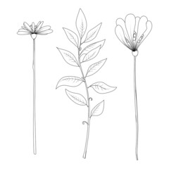 collection of flower graphics black and white illustration set elements 03