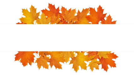 Banner from Maple autumn leaves isolated on a white background with the addition of stripes for text placement. Blank for further design. Bright autumn natural layout