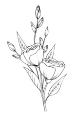 flower illustration freehand sketch sketch