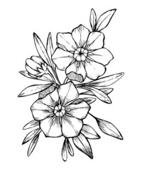 flower illustration freehand sketch sketch