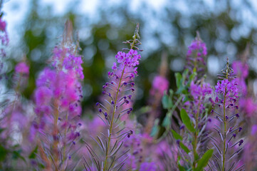 lupin field in region