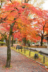 Naklejka premium Red maple tree in Kyoto, Japan. Autumn season background