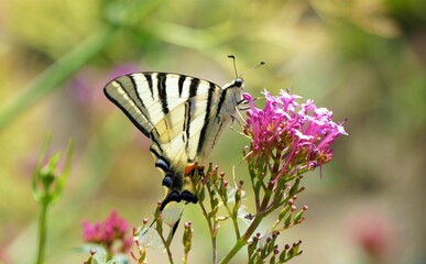 Butterfly on the meadow and pink flower