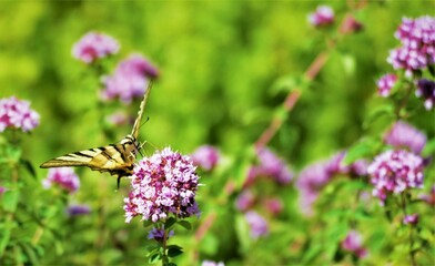 Beautiful butterfly and purple flower on the meadow