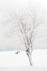 frozen tree and a group of hikers in winter