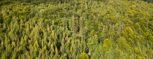Aerial top down view of autumn forest with green and yellow trees. Mixed deciduous and coniferous forest. Forest from above. Colorful forest aerial view. 