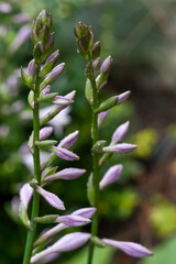 Close-up of hosta flowers