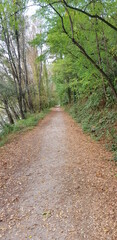 Pavia lungoticino