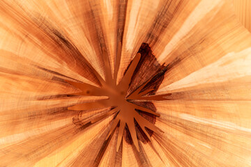 Abstract wood background. Wood texture of cut tree trunk