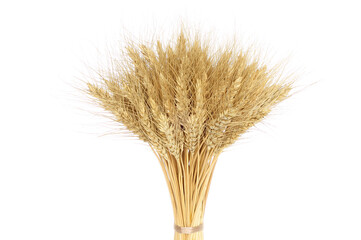 Bunch of spikelets of wheat close-up isolated on white background