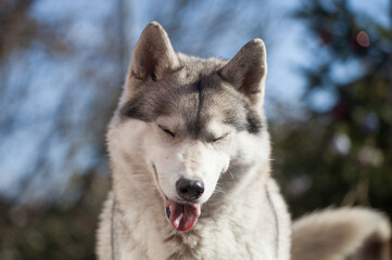 Siberian husky puppy on the street	