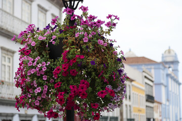 Fototapeta na wymiar Flower pot in the street in Angra do Heroismo, Terceira island, Azores