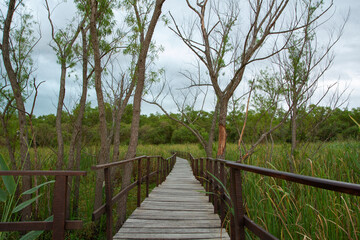 Hiking the wetland. View of the wooden path across the green reeds and marsh in the tropical forest in Pre Delta National Park, Entre Rios, Argentina.