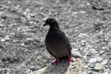 pigeon on a rock