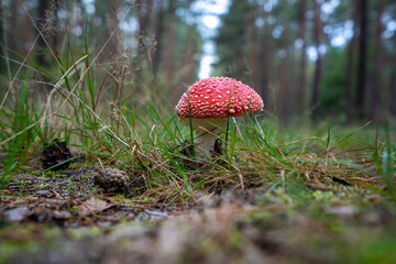 Muchomor czerwony red toadstool © SebbPL