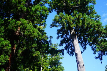 伊勢神宮の風景