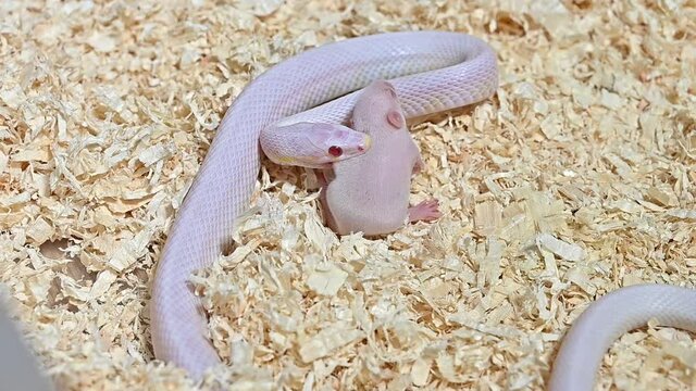Footage video of Snow corn snake while biting a little rat before swallow it whole. The Snow corn snake is sometimes known as a white albino. It's a great choice especially for beginner snake owners.