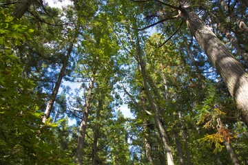 空に伸びる森