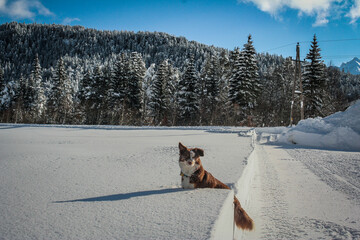 Dog in Winter