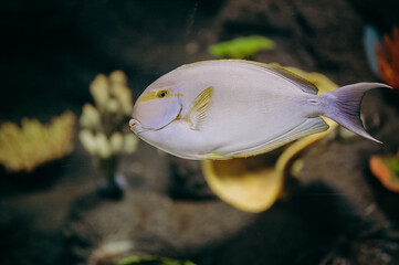 Kolorowa słonowodna ryba z miejskiego zoo. - obrazy, fototapety, plakaty