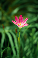 Pink crocuses flowers on blurry green leaves in early spring. blossom in the garden.