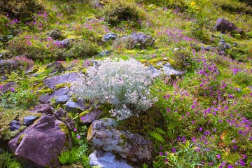 色とりどりの花たち