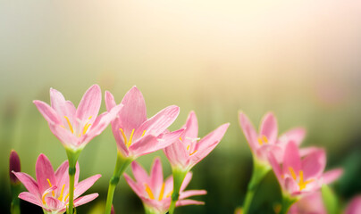 Obraz na płótnie Canvas Pink crocus flowers on nature blurry background. Spring flower blossom in the garden under sunlight using as background natural flora landscape, ecology cover page concept.