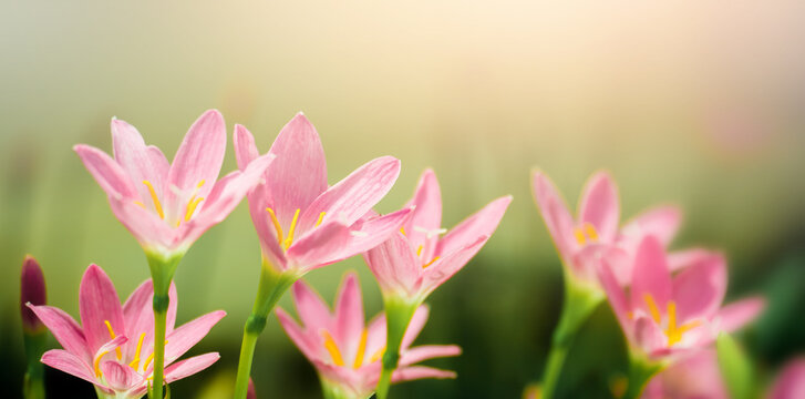 Pink crocus flowers on nature blurry background. Spring flower blossom in the garden under sunlight using as background natural flora landscape, ecology cover page concept. © pornpun