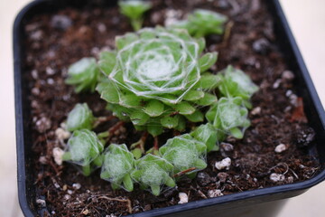 Sempervivum