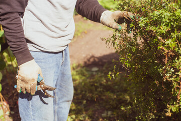Farmer hands make pruning of bushes with large garden shears.