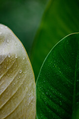closeup nature view of green leaf and palms background. Flat lay, tropical leaf Used as a background