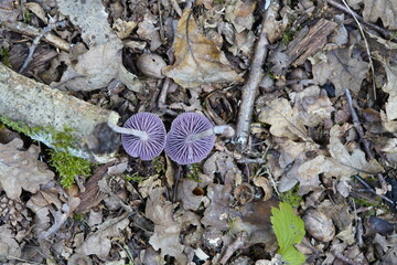 
Laccaria amethystina, commonly known as the amethyst deceiver, is a small brightly colored...