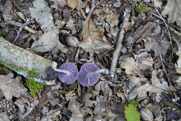 
Laccaria amethystina, commonly known as the amethyst deceiver, is a small brightly colored mushroom, that grows in deciduous and coniferous forests. Hydnangiaceae family.