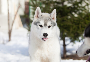 Beautiful siberian husky puppy in the park