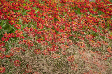 Colorful close up image of Common Sneezeweed Helenium Autumnale flower in English country garden landscape using selective focus