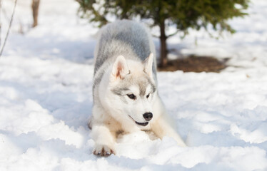 Beautiful siberian husky puppy in the park