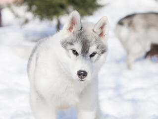 Beautiful siberian husky puppy in the park